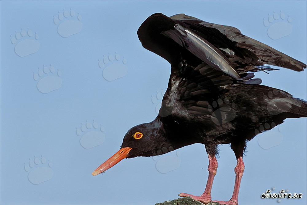 Beccaccia nera in Sudafrica