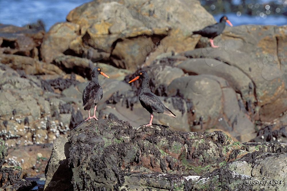 Rare African Black Oystercatcher in South Africa