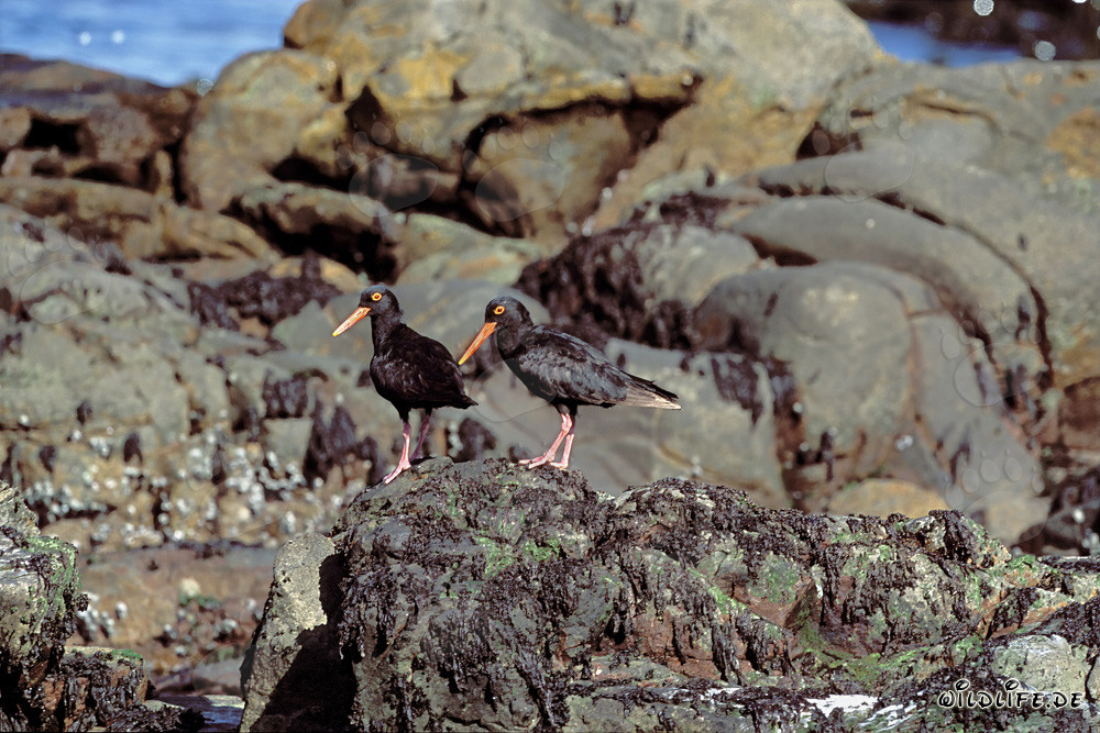 Rare African Black Oystercatcher in South Africa