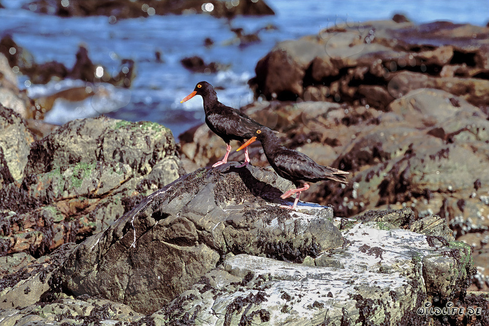 Rare African Black Oystercatcher