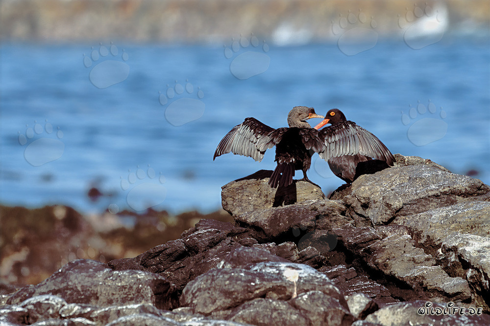 Fascinating African Black Oystercatcher and Elegant Bank Cormorant in South Africa