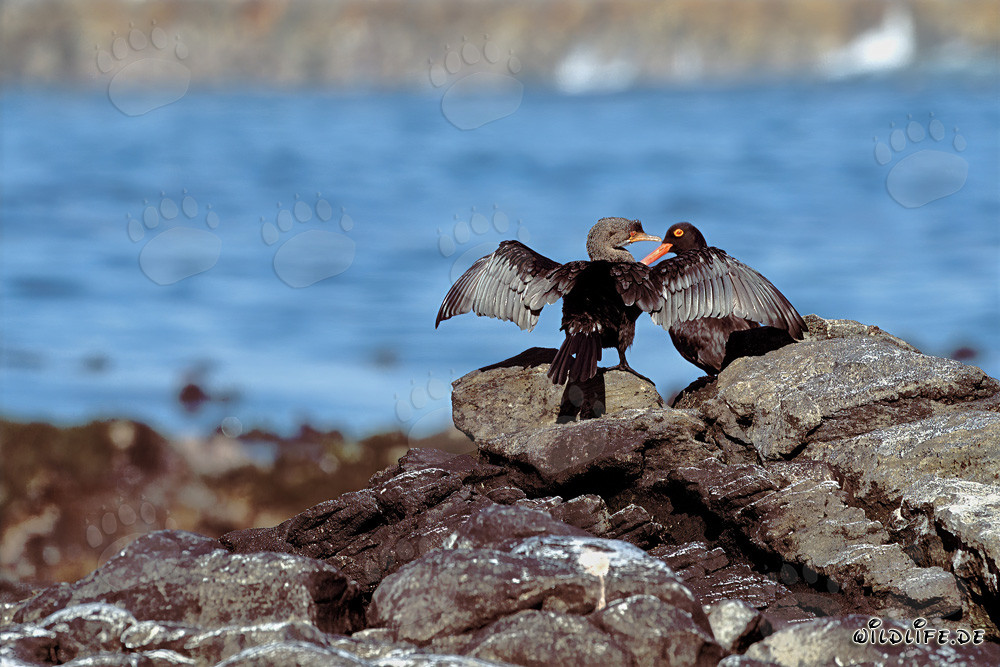 Fascinant Grand Cormoran et Élégant Cormoran à aigrettes en Afrique du Sud
