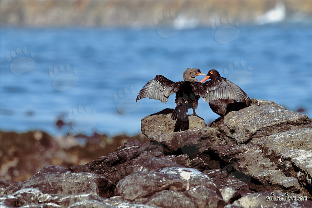 Fascinante Ostrero Negro y Elegante Cormorán Africano en Sudáfrica