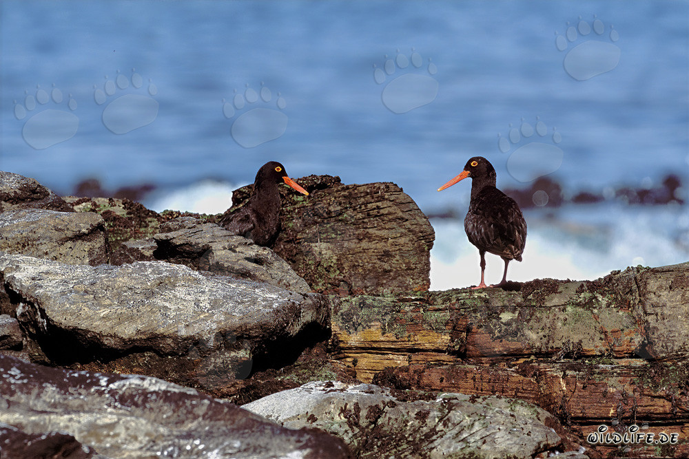 Rare African Black Oystercatcher in South Africa