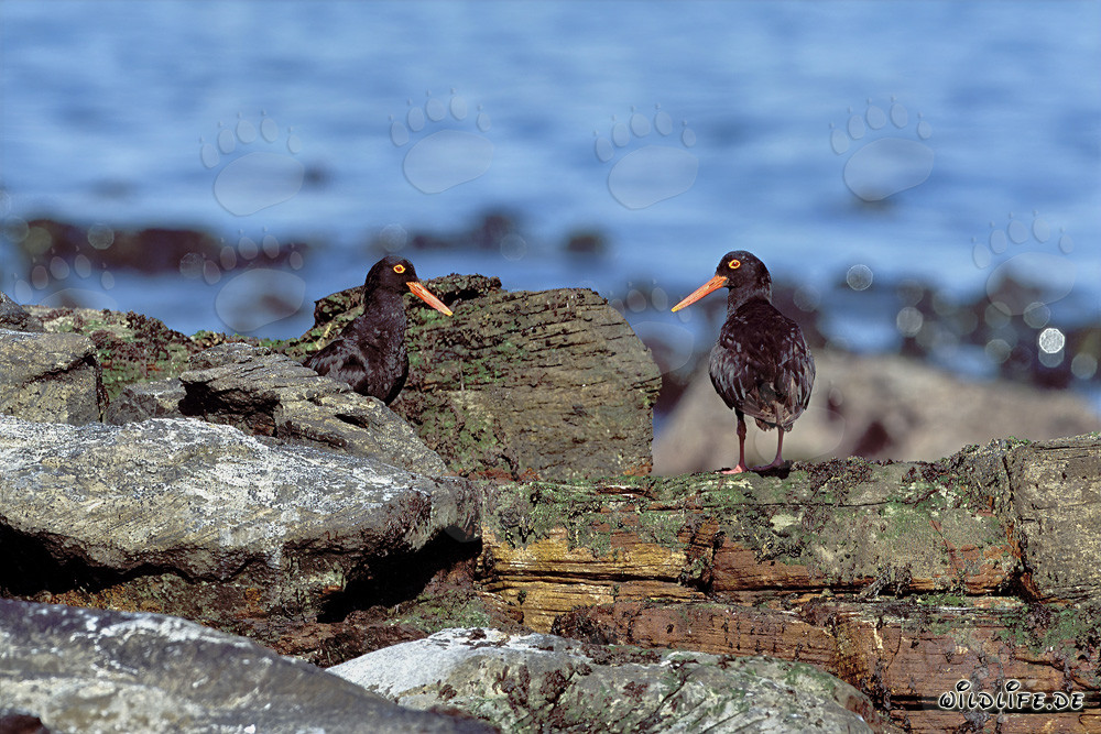Rare African Black Oystercatcher in South Africa