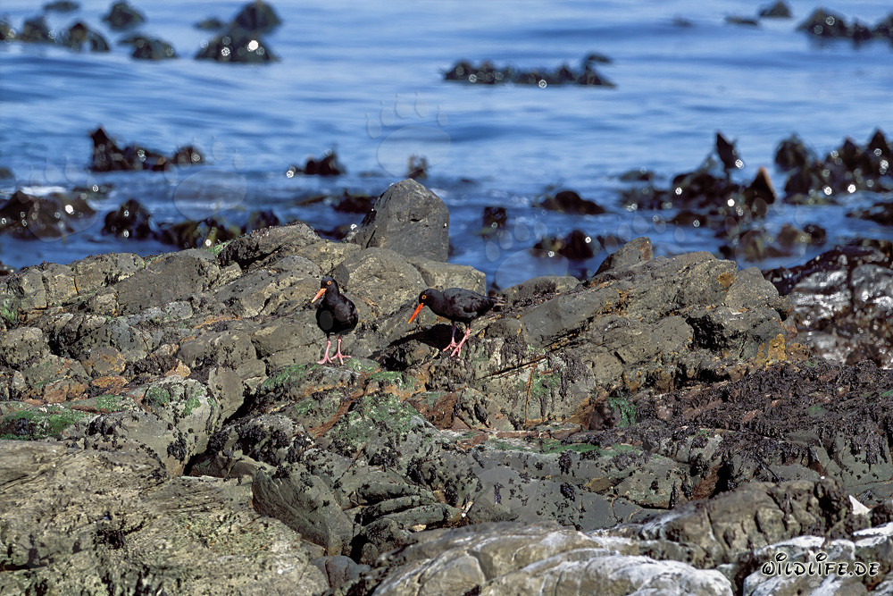 Rare African Black Oystercatcher in Africa