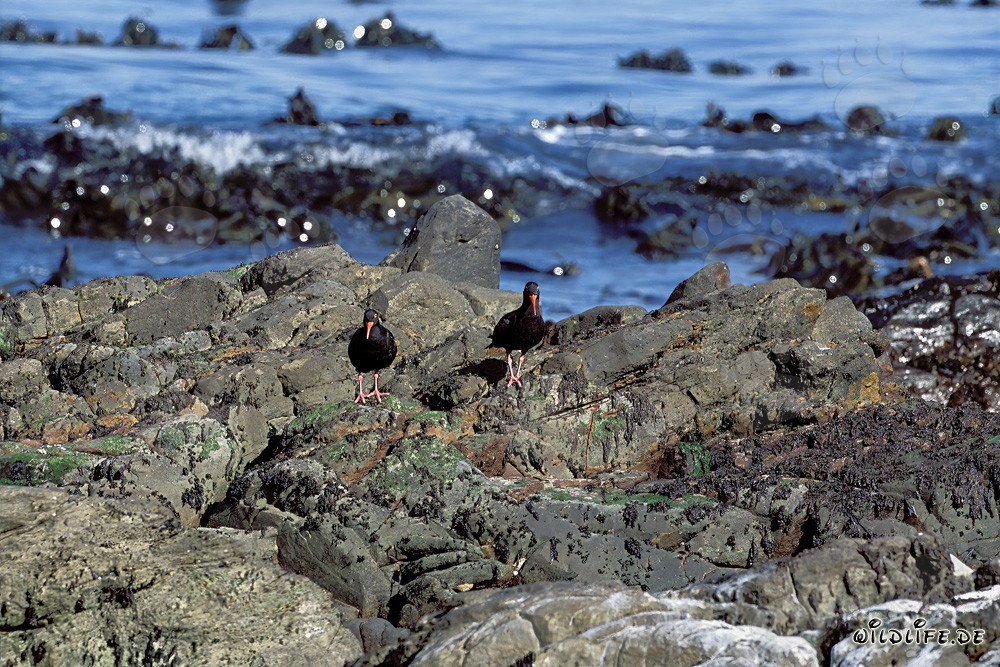 Rare African Black Oystercatcher in South Africa