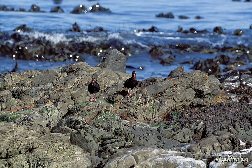 Raro Beccacciaio Nero in Sudafrica