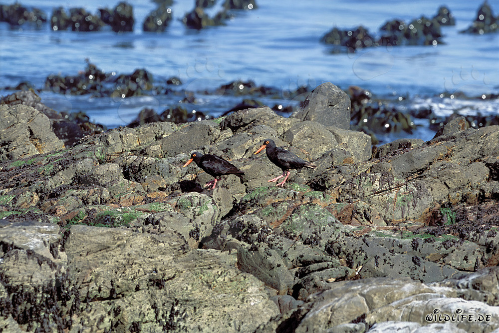 Rare African Black Oystercatcher in South Africa