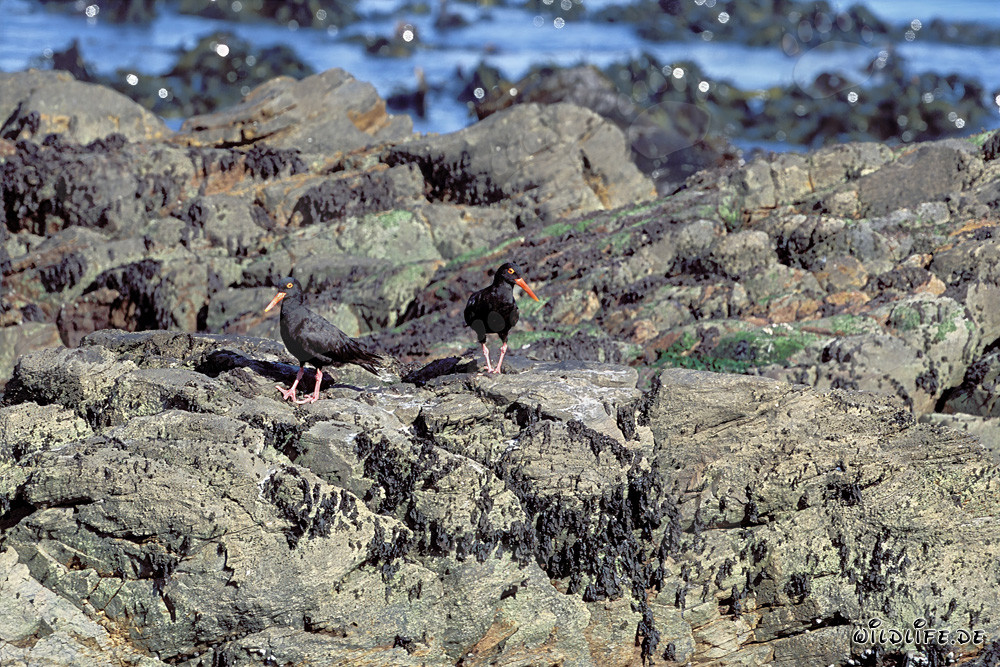 African Black Oystercatcher in South Africa