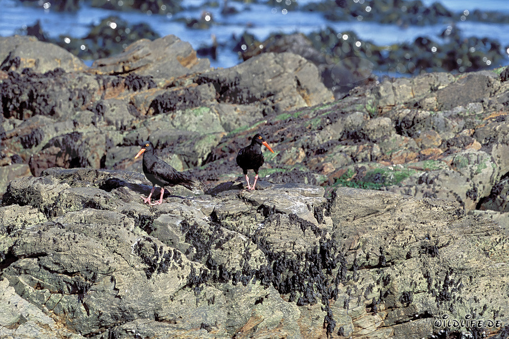 Ostrero negro en Sudáfrica