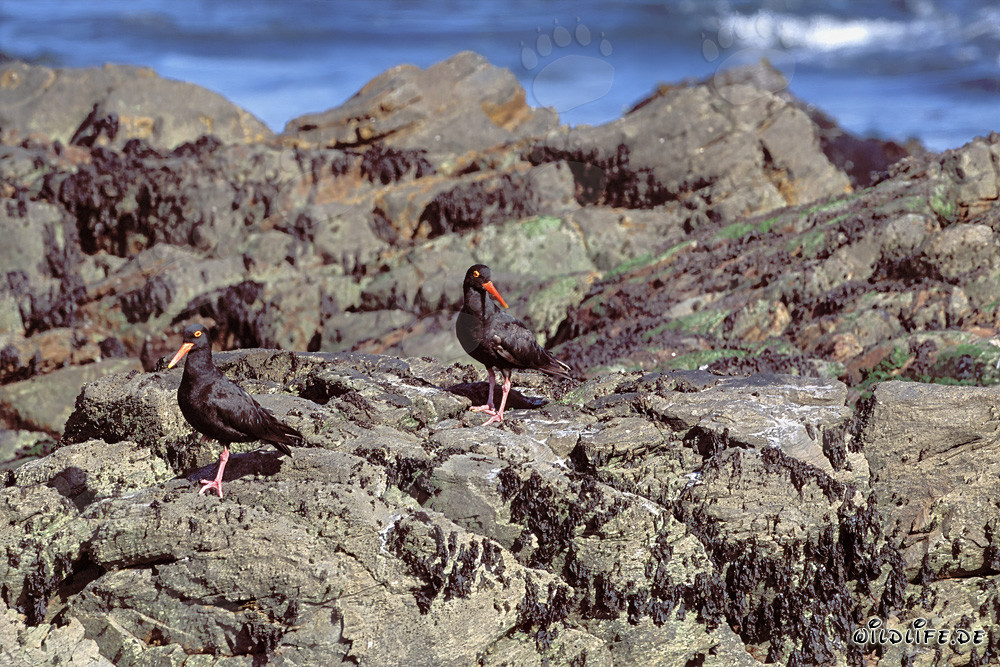 Rare African Black Oystercatcher in South Africa