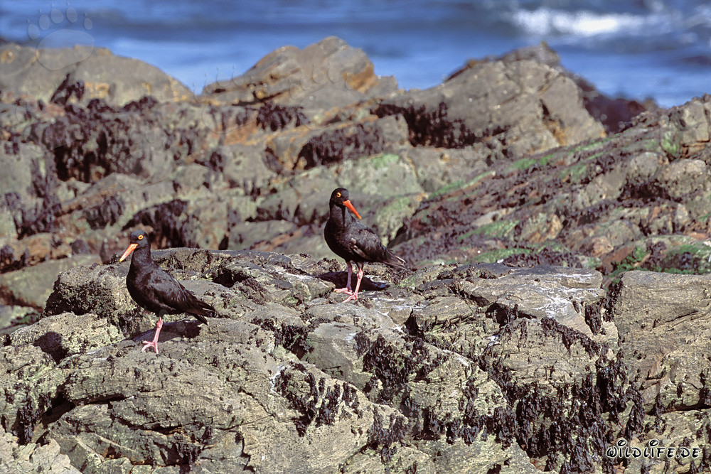 Raro Beccacciaio Nero in Sudafrica