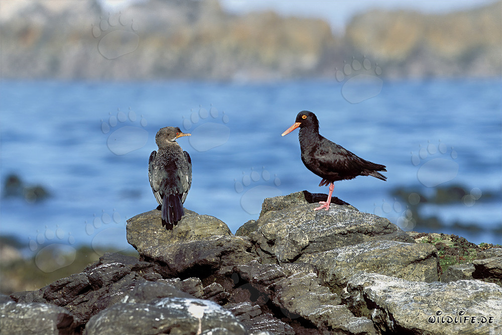 Rare African Black Oystercatcher in South Africa