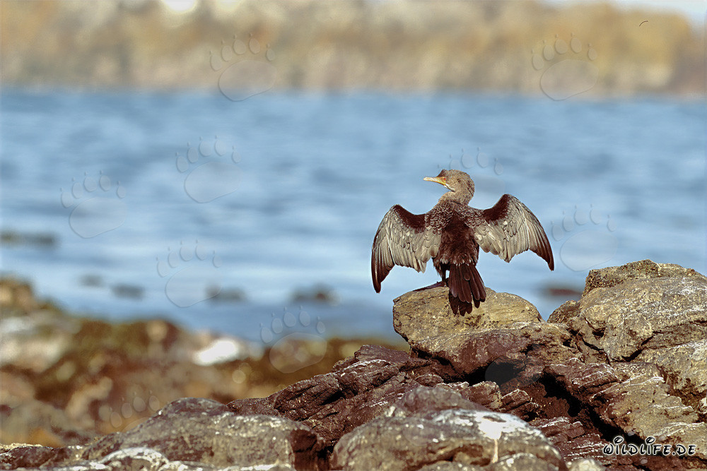 Fascinating Bank Cormorants, Hartlaub´s Gull and Kelb Gull