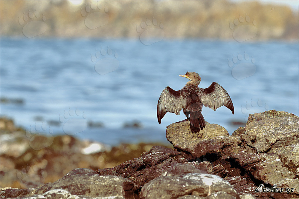 Cormoranes costeros fascinantes, gaviota de Hartlaub y gaviota dominicana