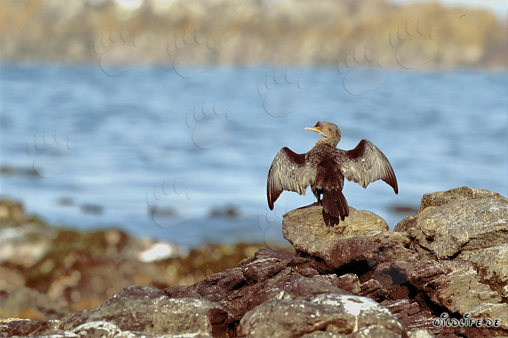 Cormorans côtiers fascinants, mouette de Hartlaub et mouette dominicaine