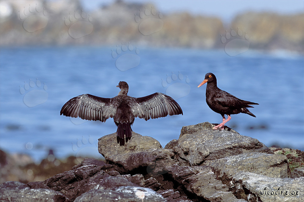 African Black Oystercatcher in South Africa