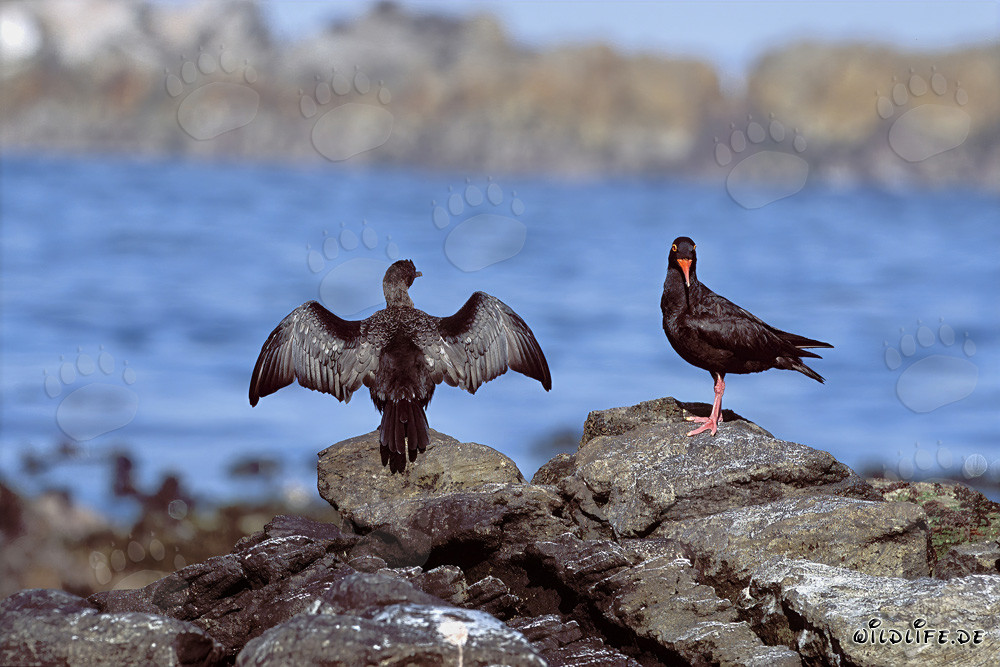 African Black Oystercatcher in South Africa