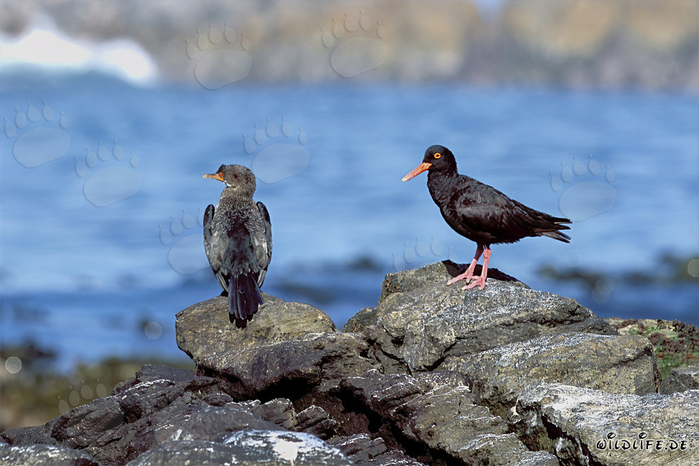 African Black Oystercatcher in South Africa