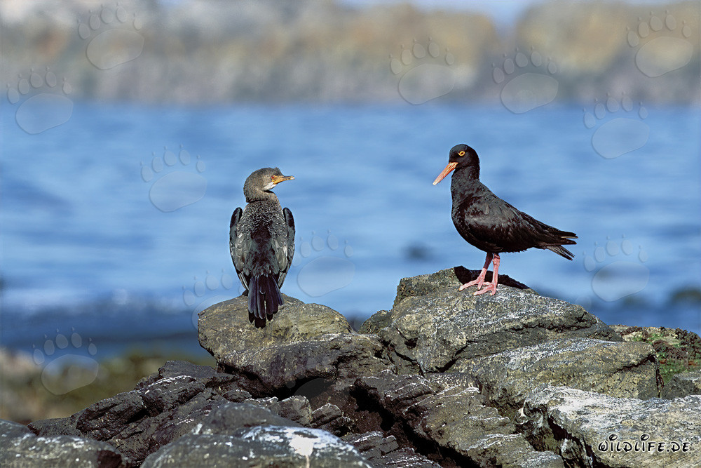 Rara observación del Ostrero Negro y el Cormorán Africano en Sudáfrica