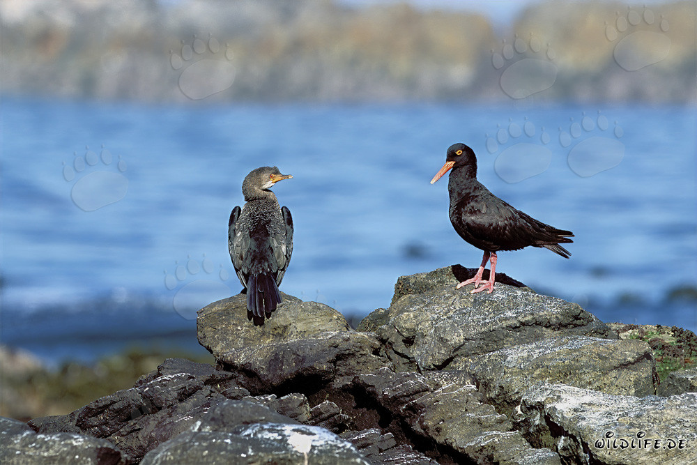 Rara osservazione del Beccacciaio nero e del Cormorano africano in Sudafrica