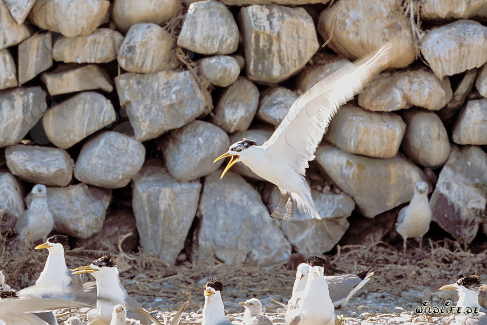 Swift tern before the stone wall