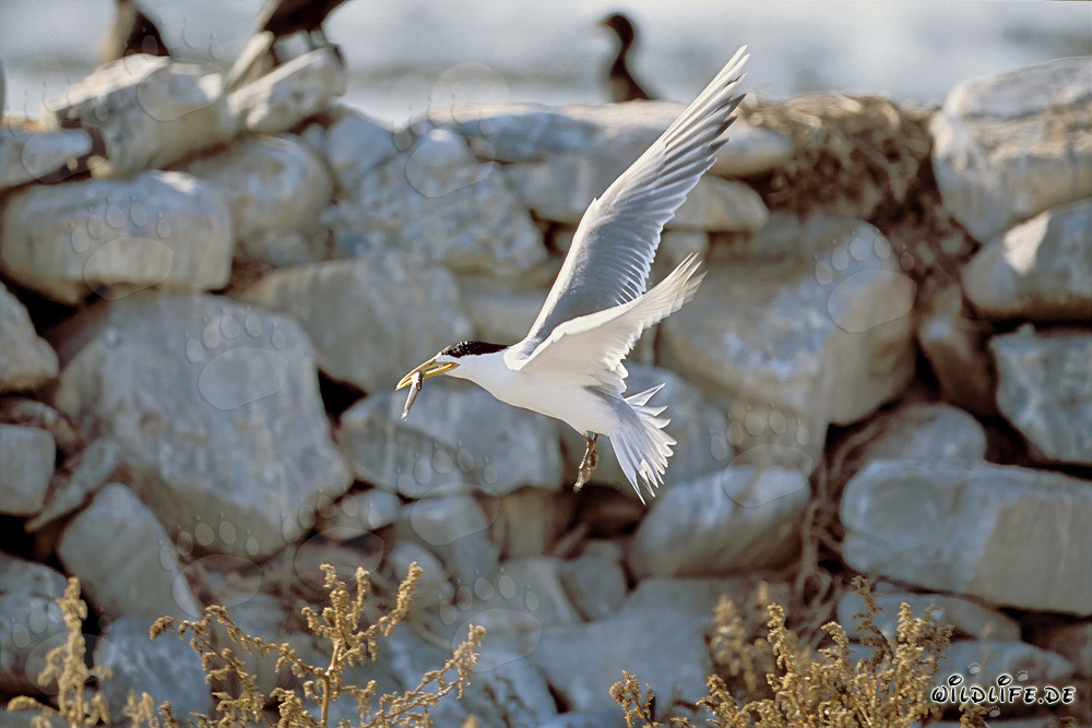 Mouette à tête grise avec un poisson sur l'île de Dyer, Afrique du Sud