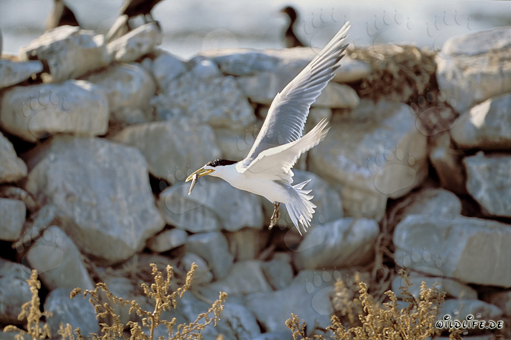 Swift tern with fish on Dyer Island, South Africa