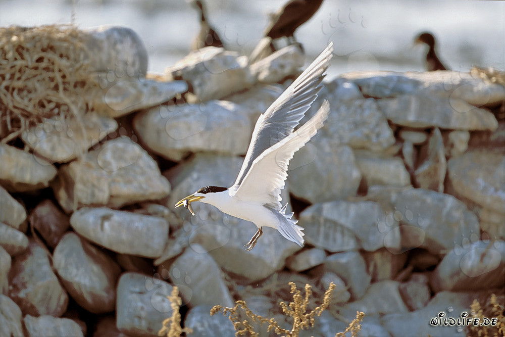 Fliegende Eilseeschwalbe über Dyer Island, Westkap, Südafrika