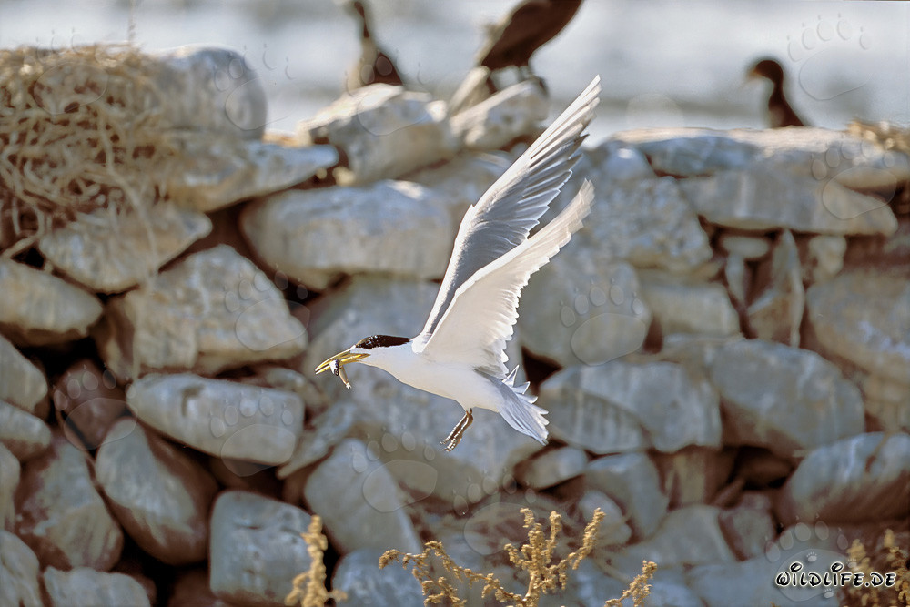 Charrán ártico volando sobre la Isla Dyer, Cabo Occidental, Sudáfrica