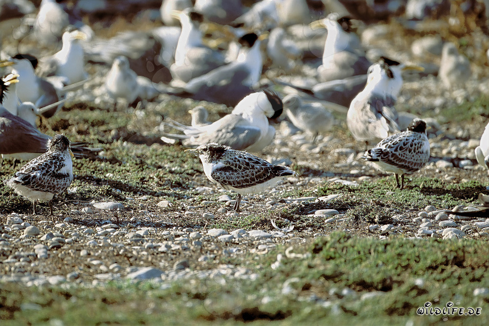 Fascinante colonia de charranes reales en la costa de Sudáfrica