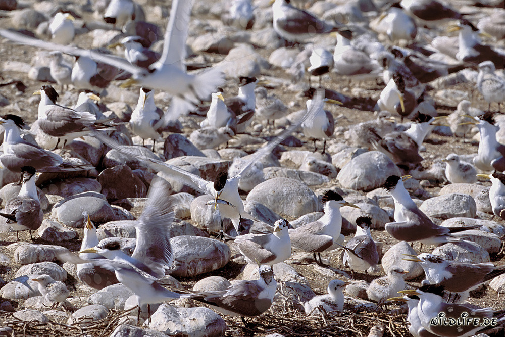 Fascinante colonia de charranes píos en la costa de Sudáfrica