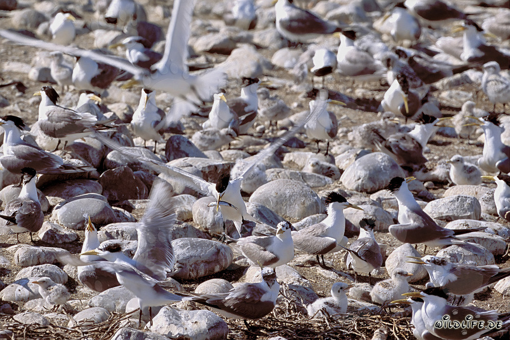Fascinating Swift Tern Colony on the Coast of South Africa