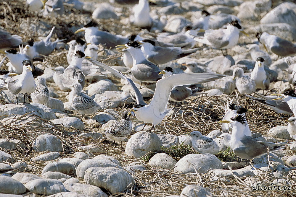 Swift tern tenderly feeds its chick