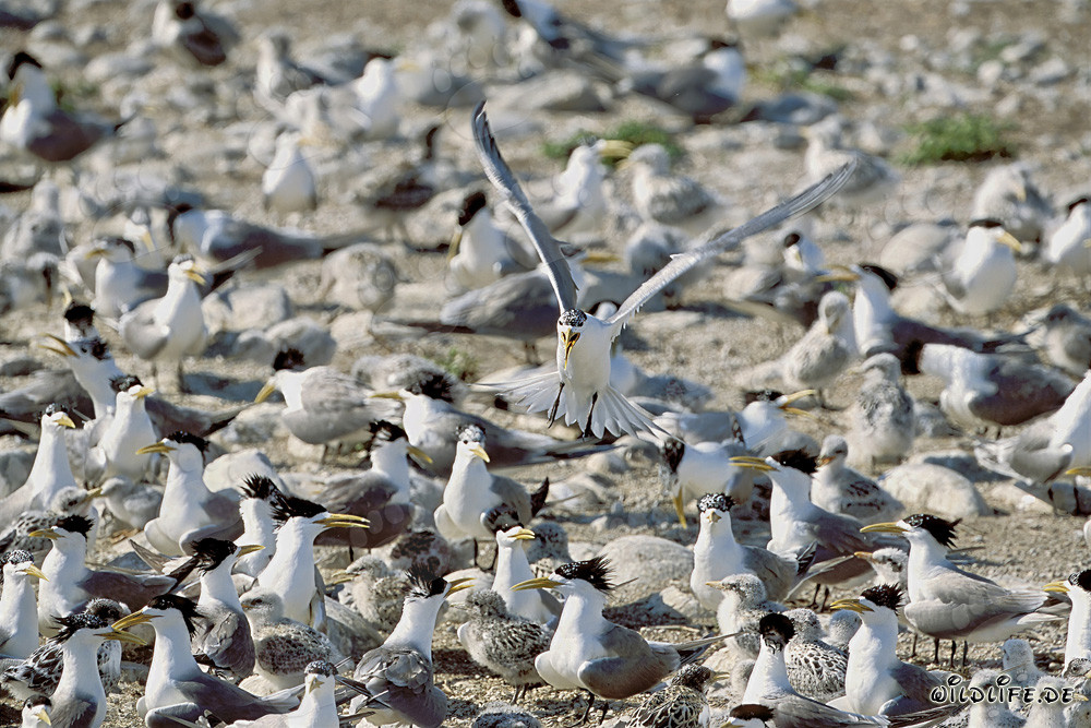 Fascinating Swift Tern Colony on the Coast of South Africa