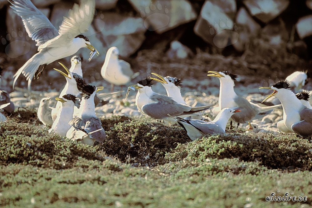 Fascinating Swift Tern Colony on the Coast of South Africa