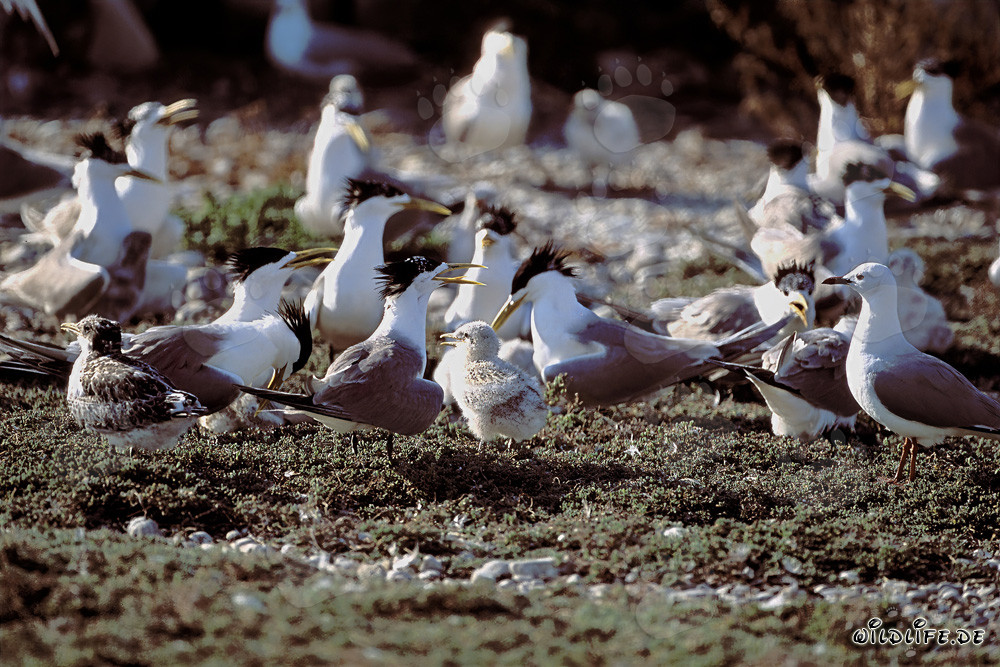 Fascinante colonia de charranes rápidos en la costa de Sudáfrica
