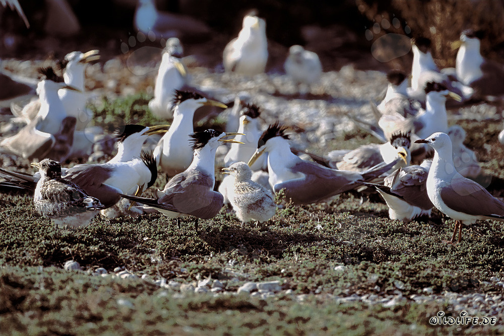 Fascinating Swift Tern Colony on the Coast of South Africa