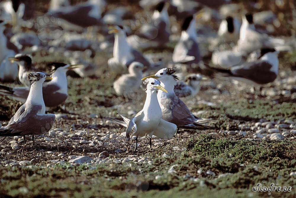 Fascinating Swift Tern Colony in South Africa