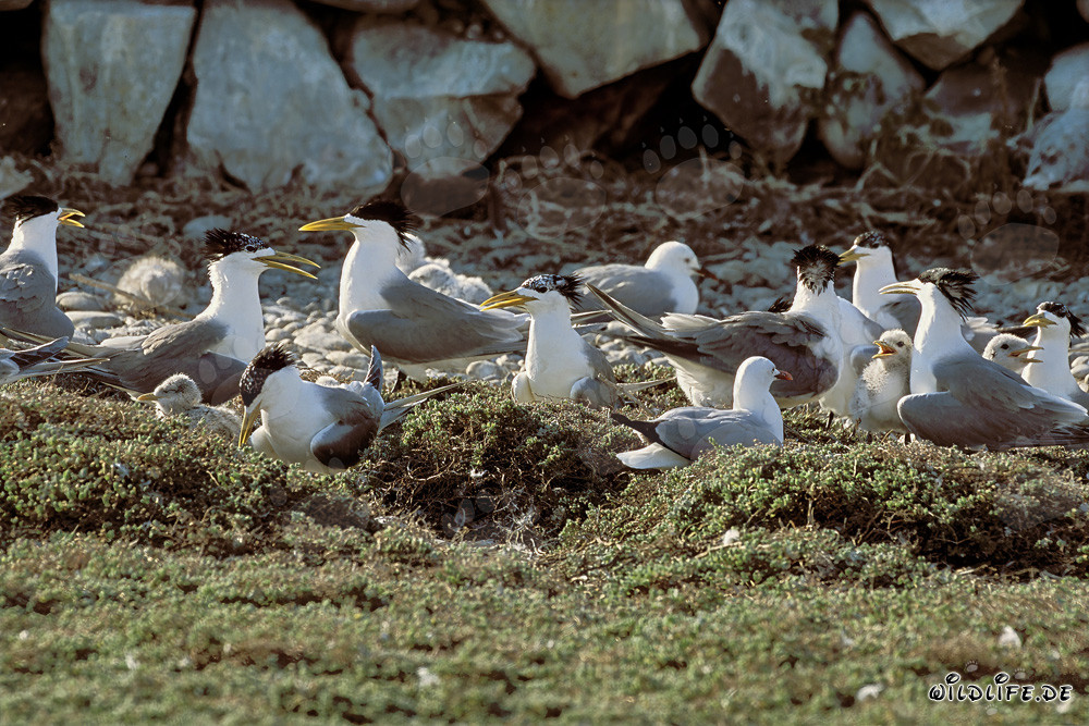 Fascinante colonia de charranes píos en la costa de Sudáfrica