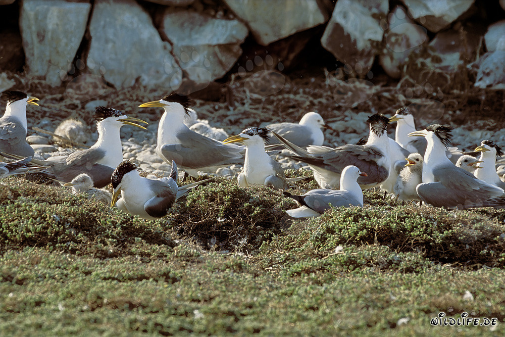 Fascinating Swift Tern Colony on the Coast of South Africa