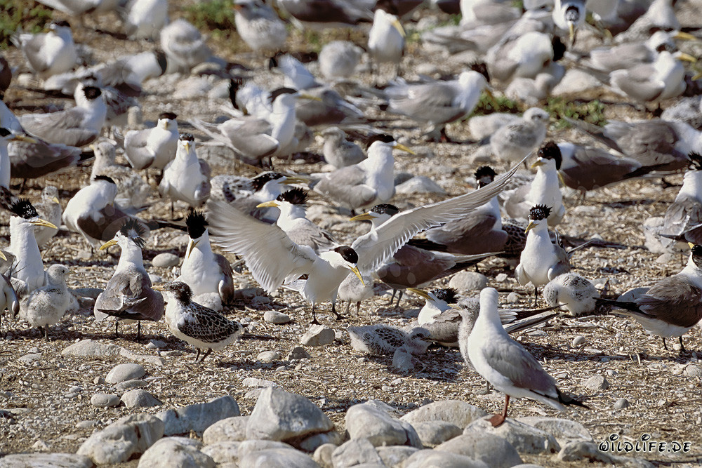 Konzentration von Eilseeschwalben auf Dyer Island, Südafrika