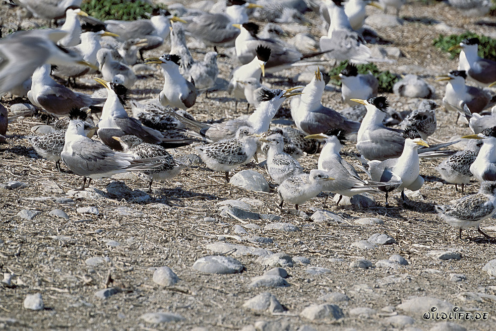 Eilseeschwalben auf Dyer Island