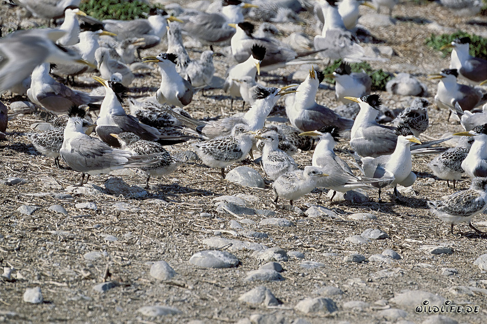 Swift Terns on Dyer Island