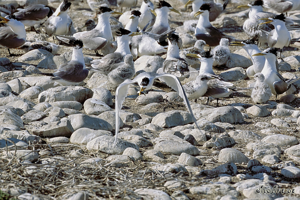 Agrupación majestuosa de charranes reales