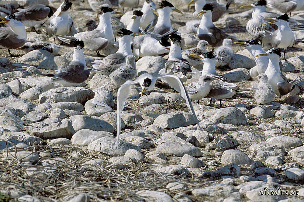 Concentration of Majestic Swift Terns