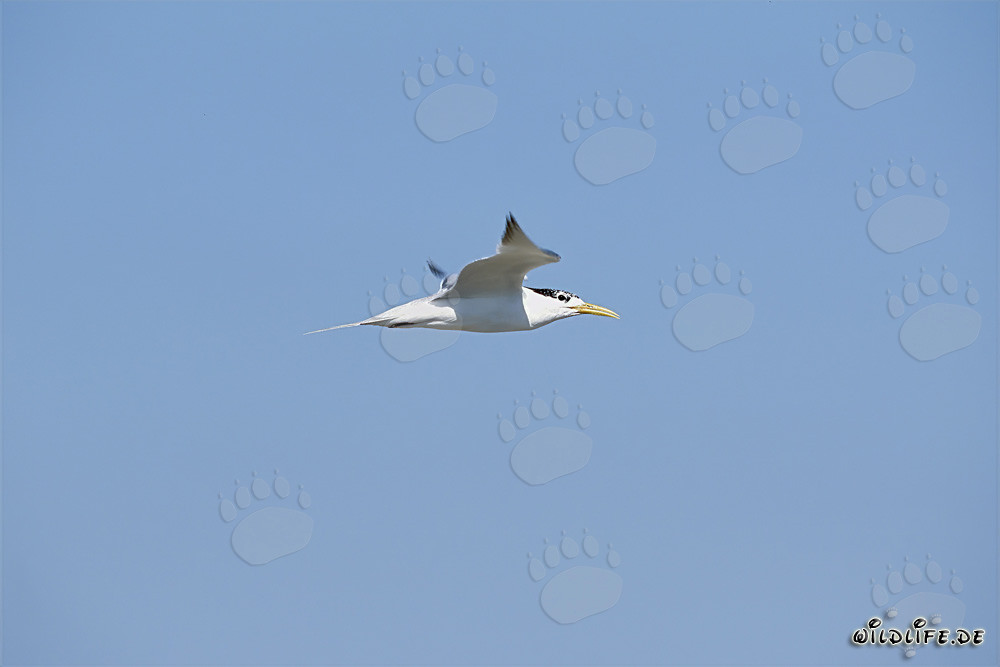 Swift Tern on Dyer Island in South Africa