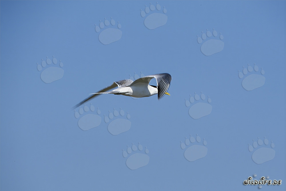 Swift tern on cloudless sky