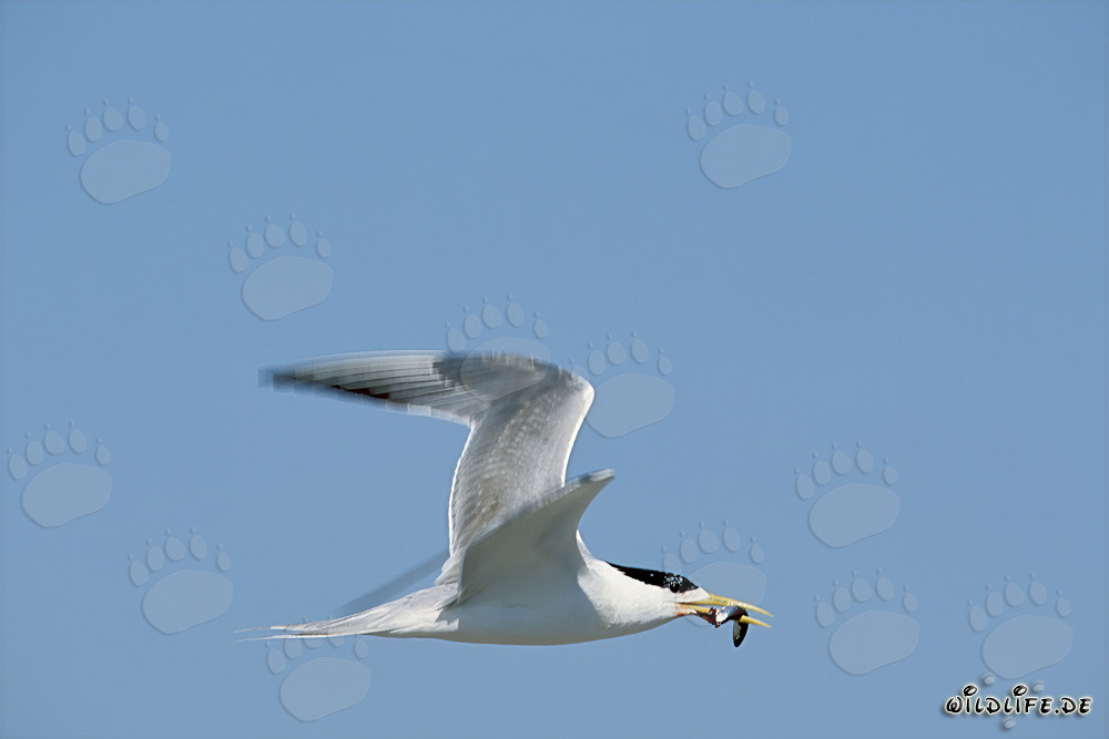 Gaviota elegante regresa con presa
